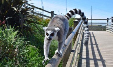 Exploring the Wildlife Wonders: A Visit to the Zoo in Wales